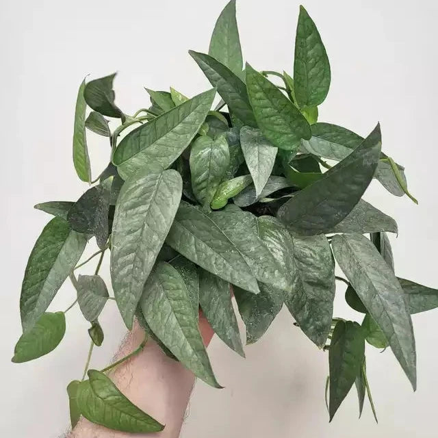 cebu blue pothos buy 4" Cebu Blue Pothos, Epipremnum Pinnatum