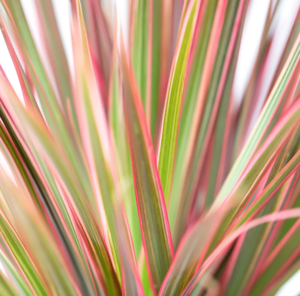 dracaena pink stripe Dracaena marginata colorama -4"