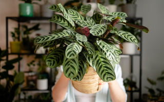 Care Tips for Calathea Rattlesnake Patterns