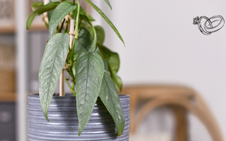 Cebu Blue Pothos: Beginner's Growing Tips