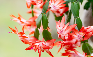 Guide to Year-Round Christmas Cactus Care