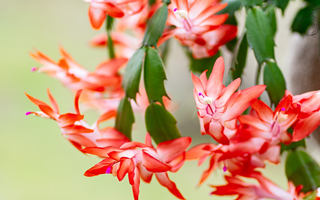 Guide to Year-Round Christmas Cactus Care