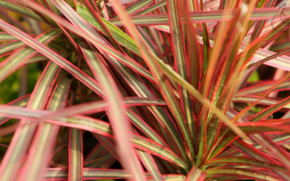 Dracaena Marginata Tricolor Care Guide