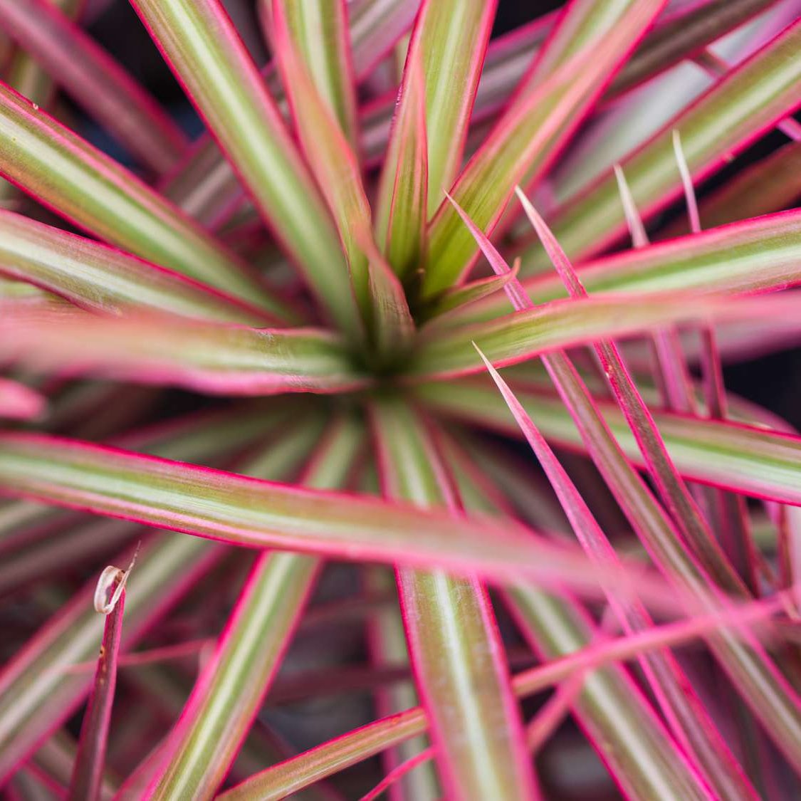 dracaena pink Dracaena Marginata Tricolor 6" – Heritage Floral Design