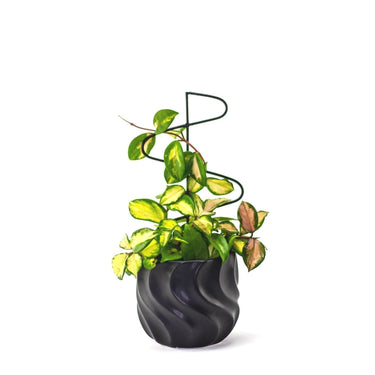 Spindle Plant Stick 5.75"x0.25"x12"